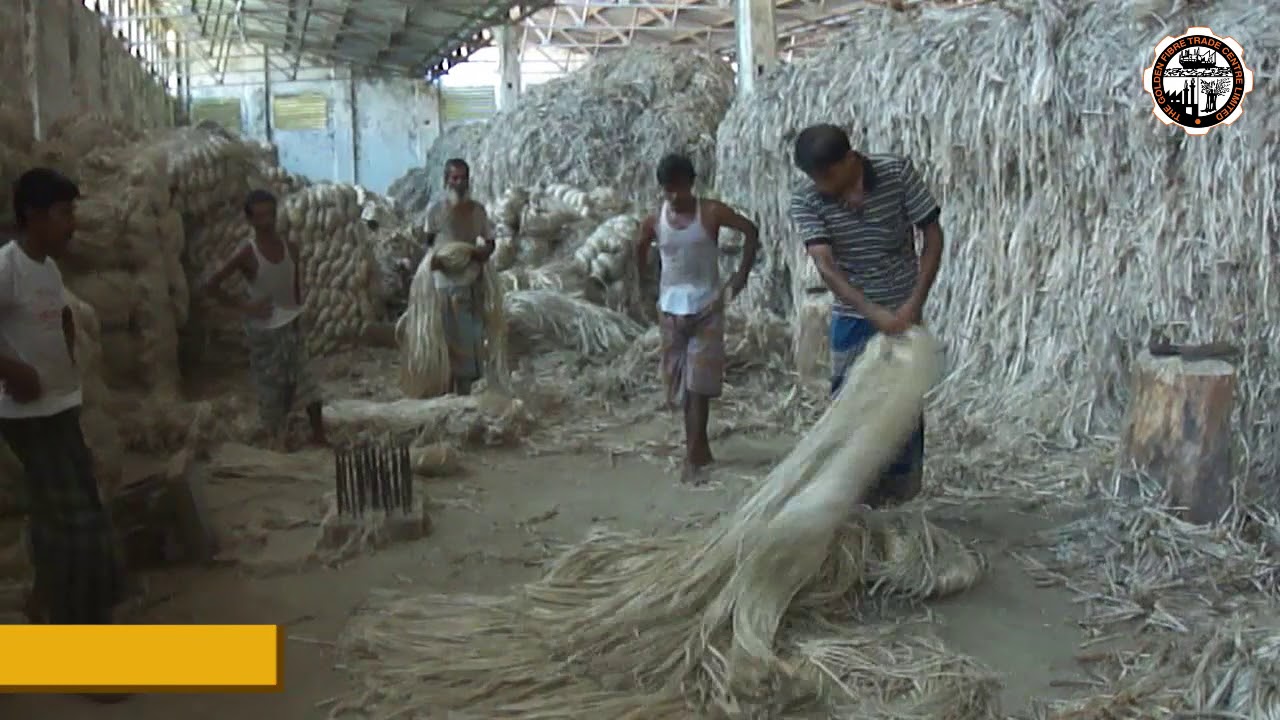 Kenaf Jute Fiber Harvesting to Processing