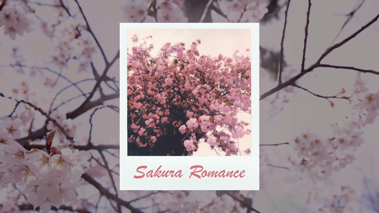 내 마음은 언제나 '봄' 이어라, Sakura Romance 1시간 듣기 !