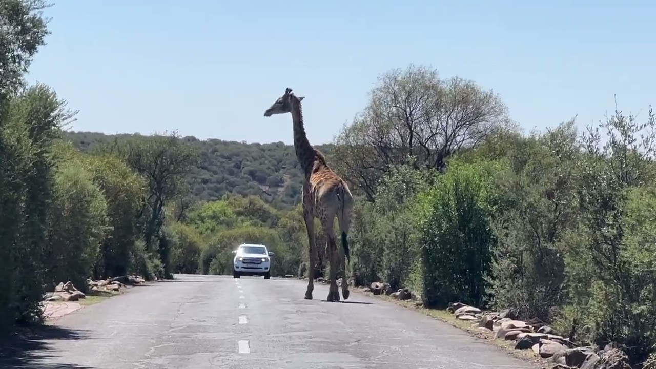 Giraffes Naval Hill Bloemfontein