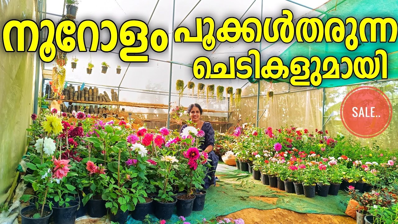 sale sale sale.. ഇത്രയും പൂക്കൾ ഉള്ള ചെടികൾ നിങ്ങൾക്ക് ആണ്