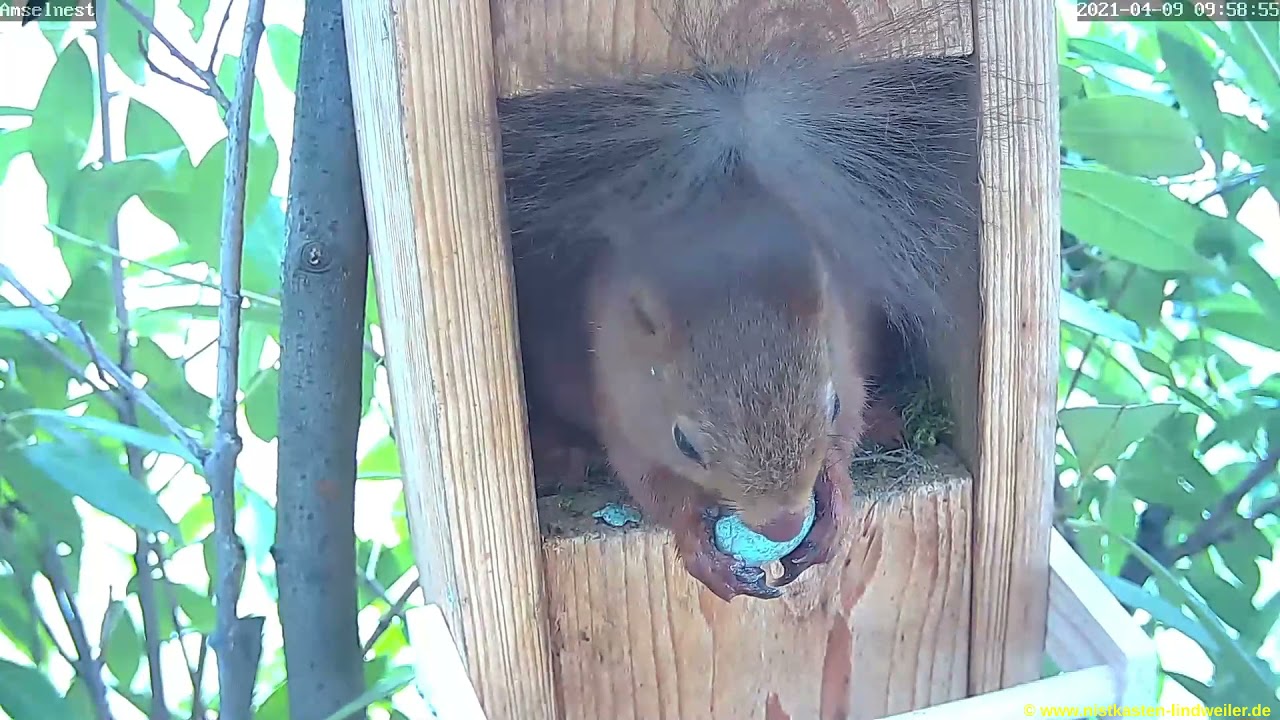 Eichhörnchen plündert Amselnest