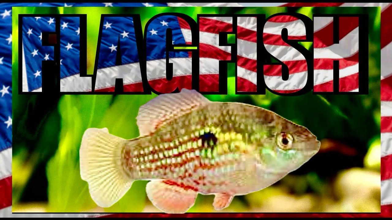 Species Profile: American Flagfish. Carpet and String Eating Machines that won't damage your plants