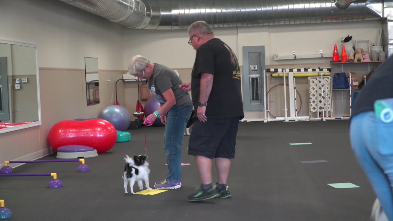 Training Show Dogs, Where do you start? With - Eric Salas