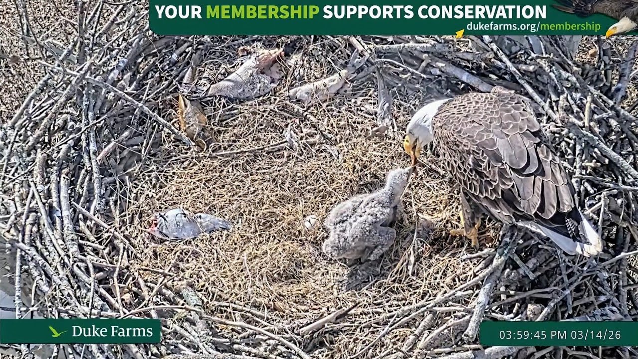 Duke Farms Eagle Cam 2026.3.14 🐣20days old