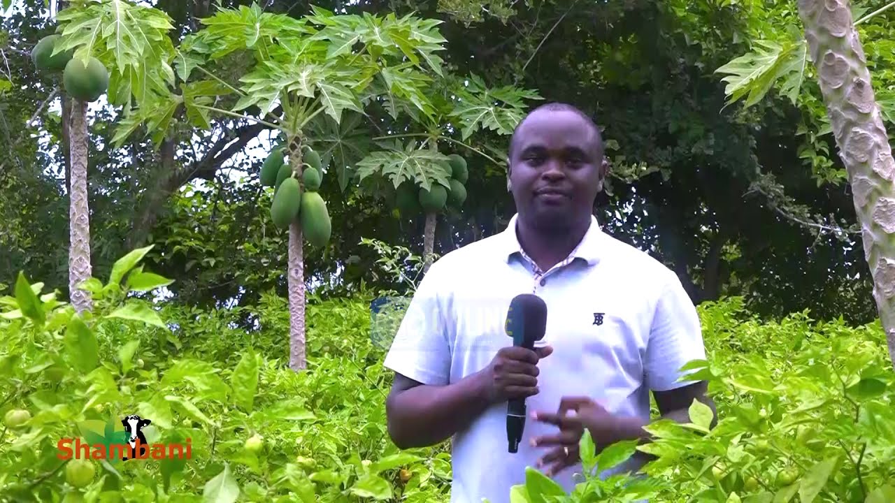 #SHAMBANI: KILIMO CHA PAPAI
