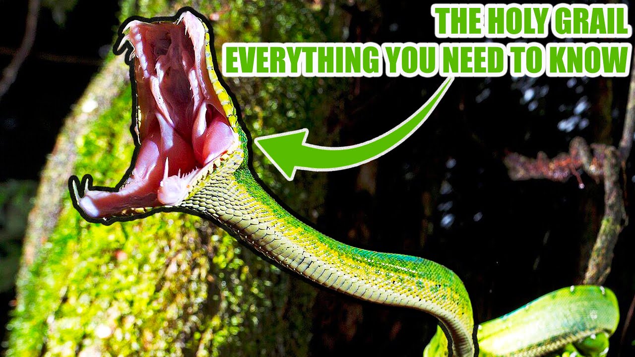 Emerald Tree Boas - Keeping, Breeding Notes with Kevin McCurley
