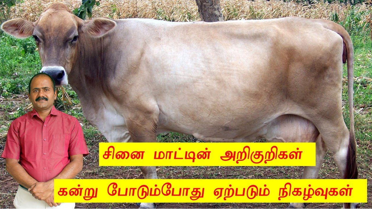 சினை மாட்டின் அறிகுறிகள்|கன்று போடும் போது ஏற்படும் நிகழ்வுகள்| CALVING SYMPTOMS