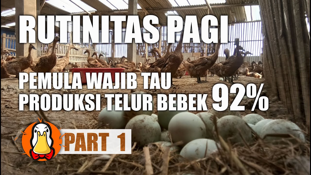 Panen Produksi Telur Bebek Super 92%