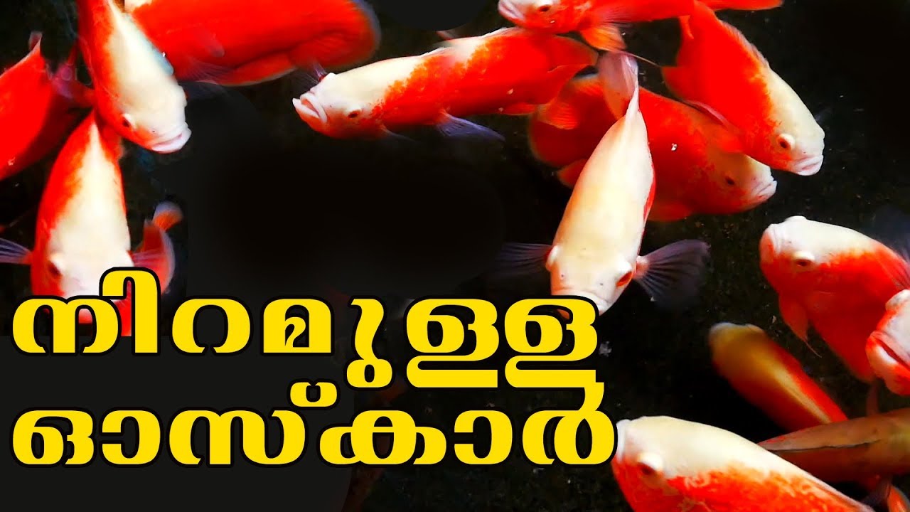 Oscar Fish | Ornamental Fish Farming| Aquariculture | അലങ്കാരമത്സ്യങ്ങളിലെ കടുംനിറക്കാരൻ
