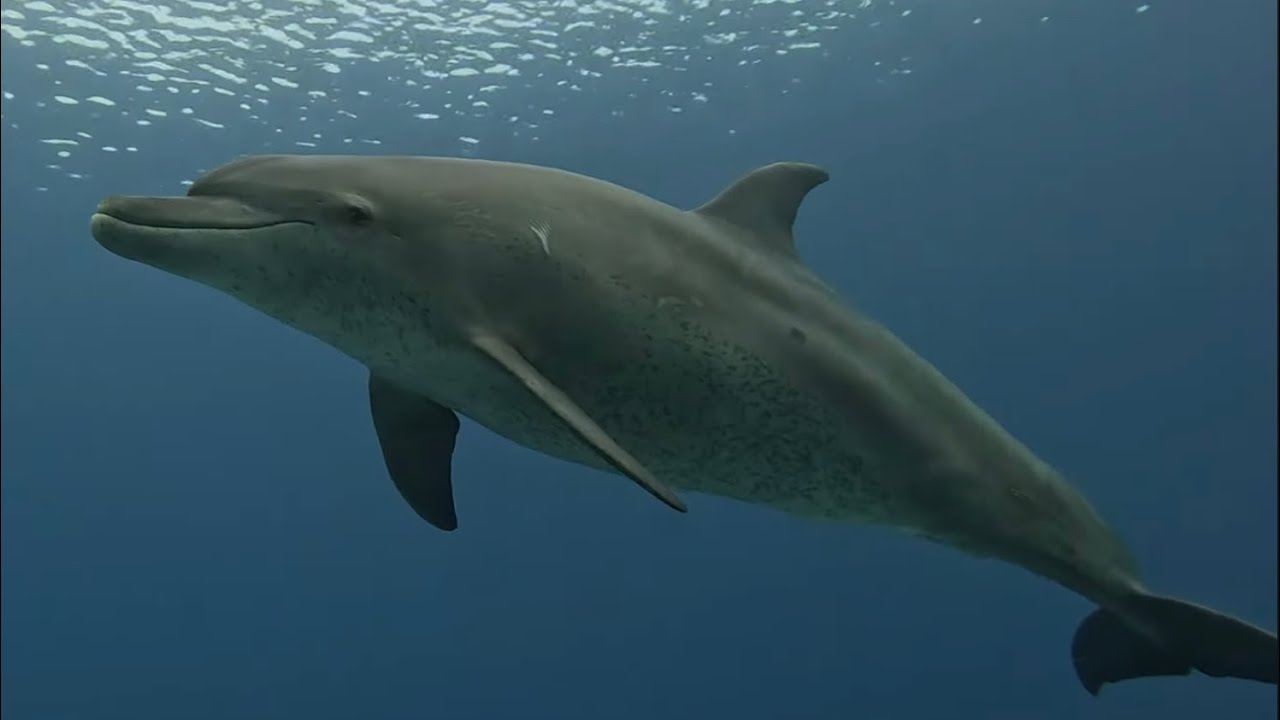 Tauchen mit Delfinen in der Bucht von Brayka Bay