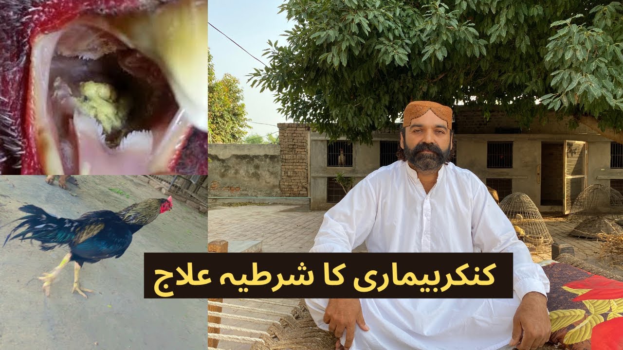 How to treat Canker in Aseel By  Iqbal khan