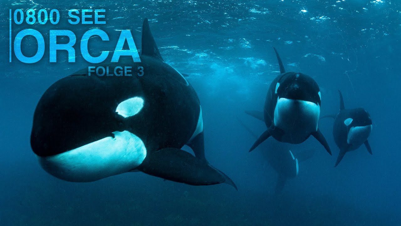 0800 SEE ORCA - Und dann kam DER Anruf... | Folge 3