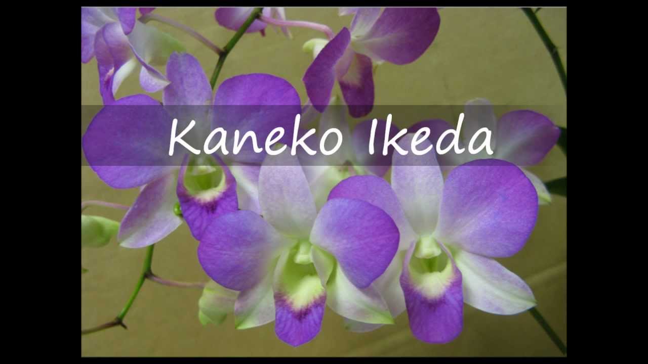 KANEKO IKEDA