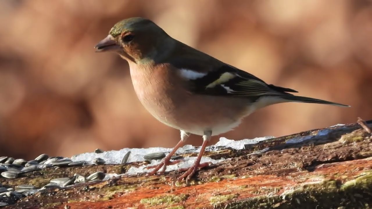 La vallée du Goëlo  Ploufragan  REFUGE  LPO.  (30)  Côtes d'Armor.