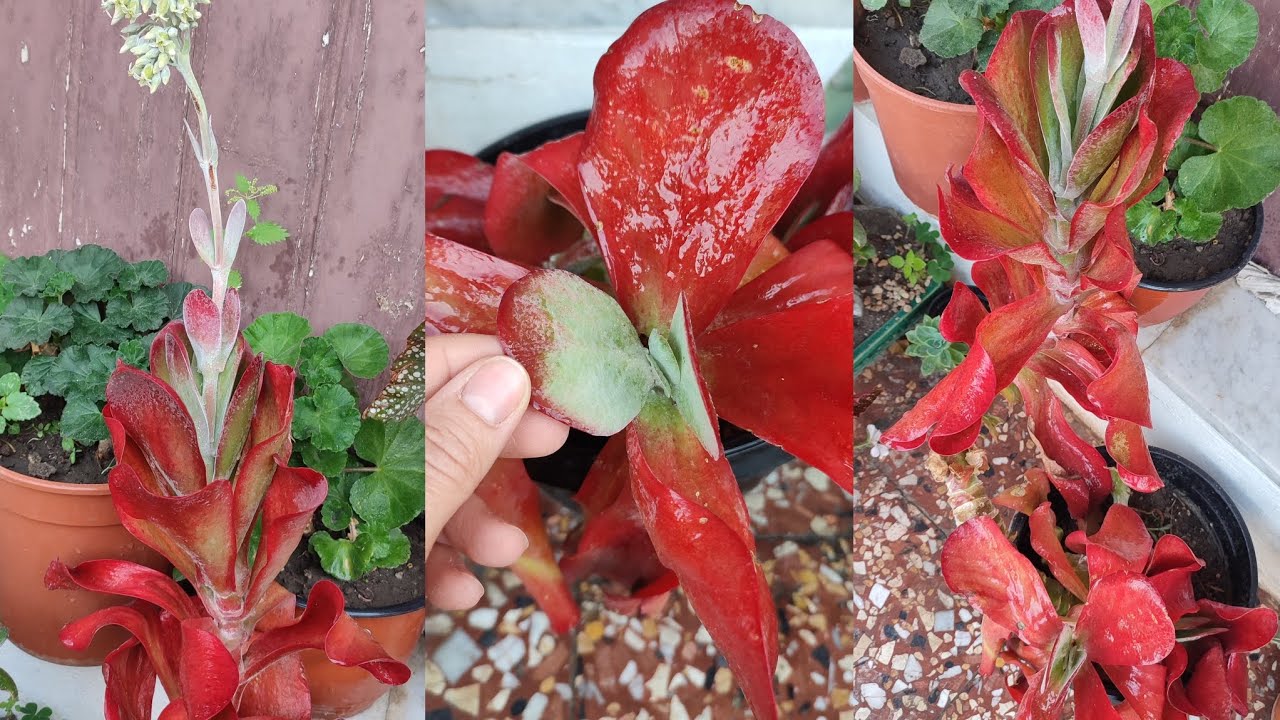 KALANCHOE THYRSIFLORA/propagazione, Come curare la pianta 🌱#shortsyoutube #kalanchoe #succulente