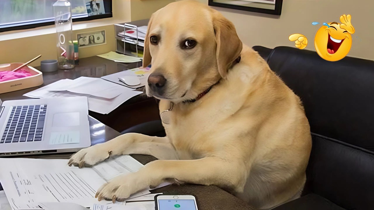 These Dog Videos of the Year Will Make You Laugh Way Too Hard 😂🐶
