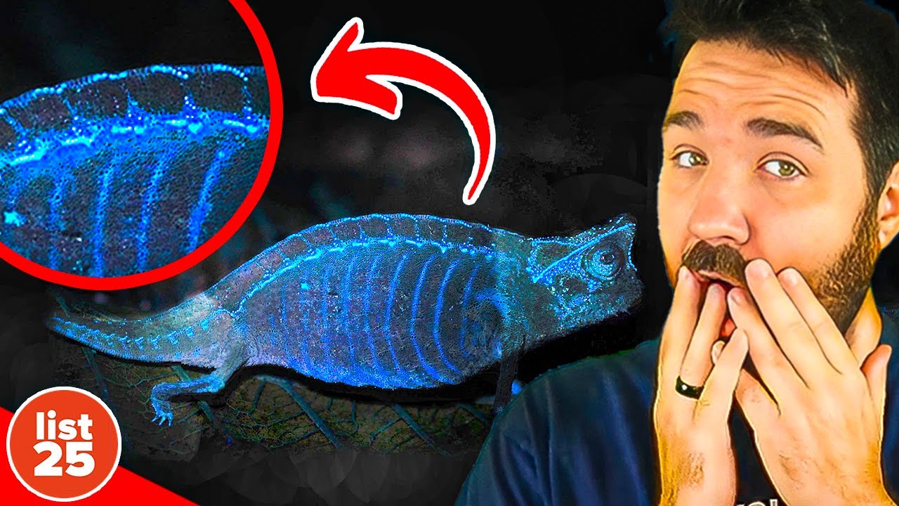 25 Fascinating Facts About Rare and Exotic Animals