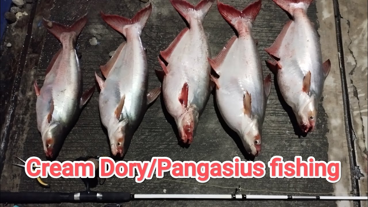 Cream dory/Pangasius fishing gamit ang lumpia wrapper sa East bank road Pasig #pangasius #NzAnglers