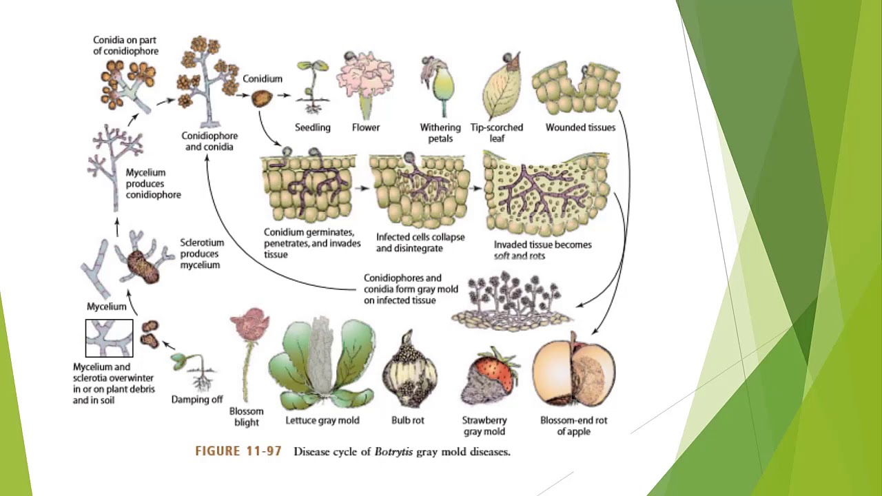 Botrytis