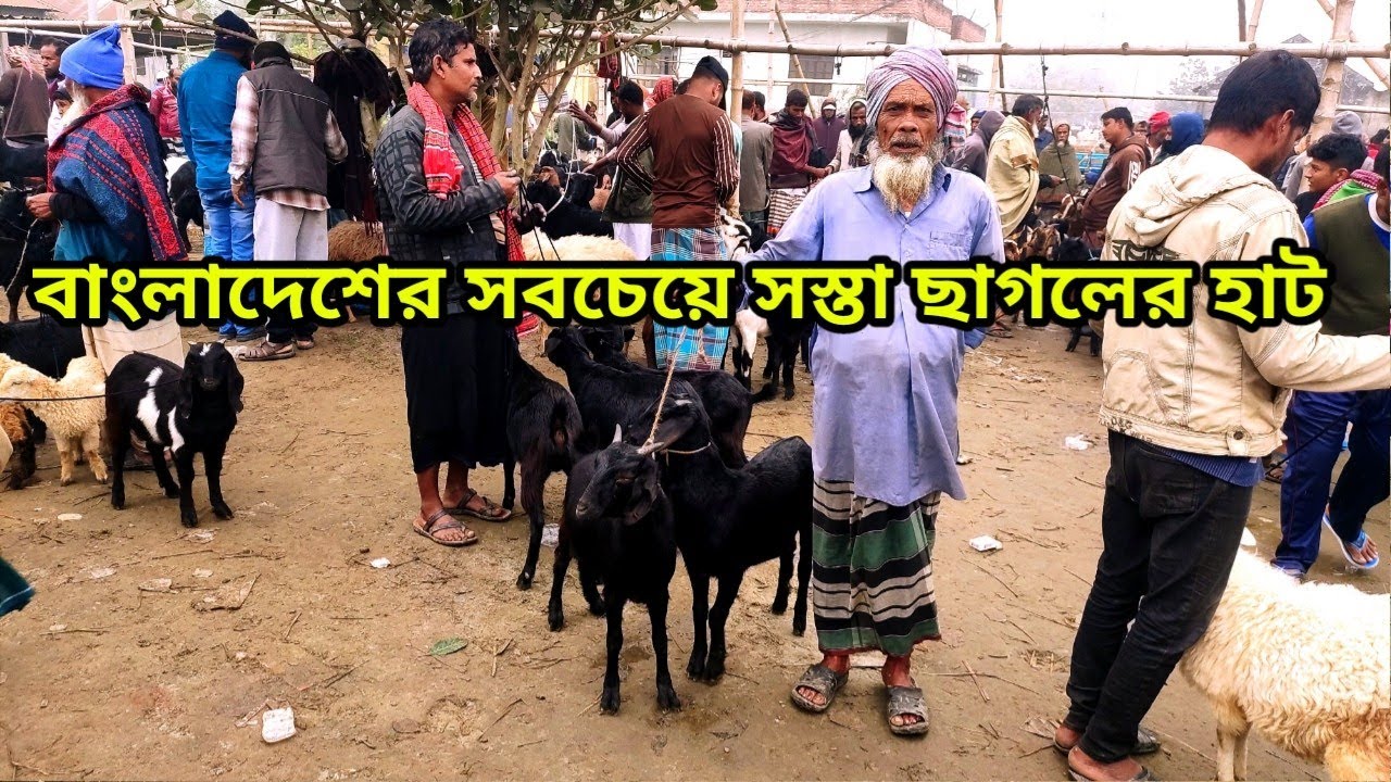 বাংলাদেশের সবচেয়ে সস্তা ছাগলের হাট। ধামরাই কালামপুর হাট ঢাকা।