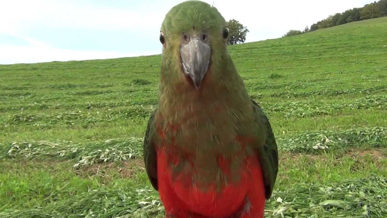 Outdoor free flight fun with pet king parrot