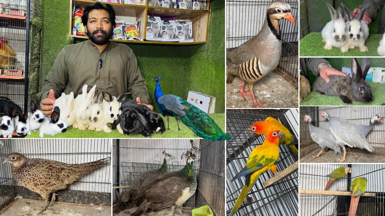 Multan Birds Market Rashadabad Birds Home Shop Latest Update 15 March 2026 |Pakistan Birds Market
