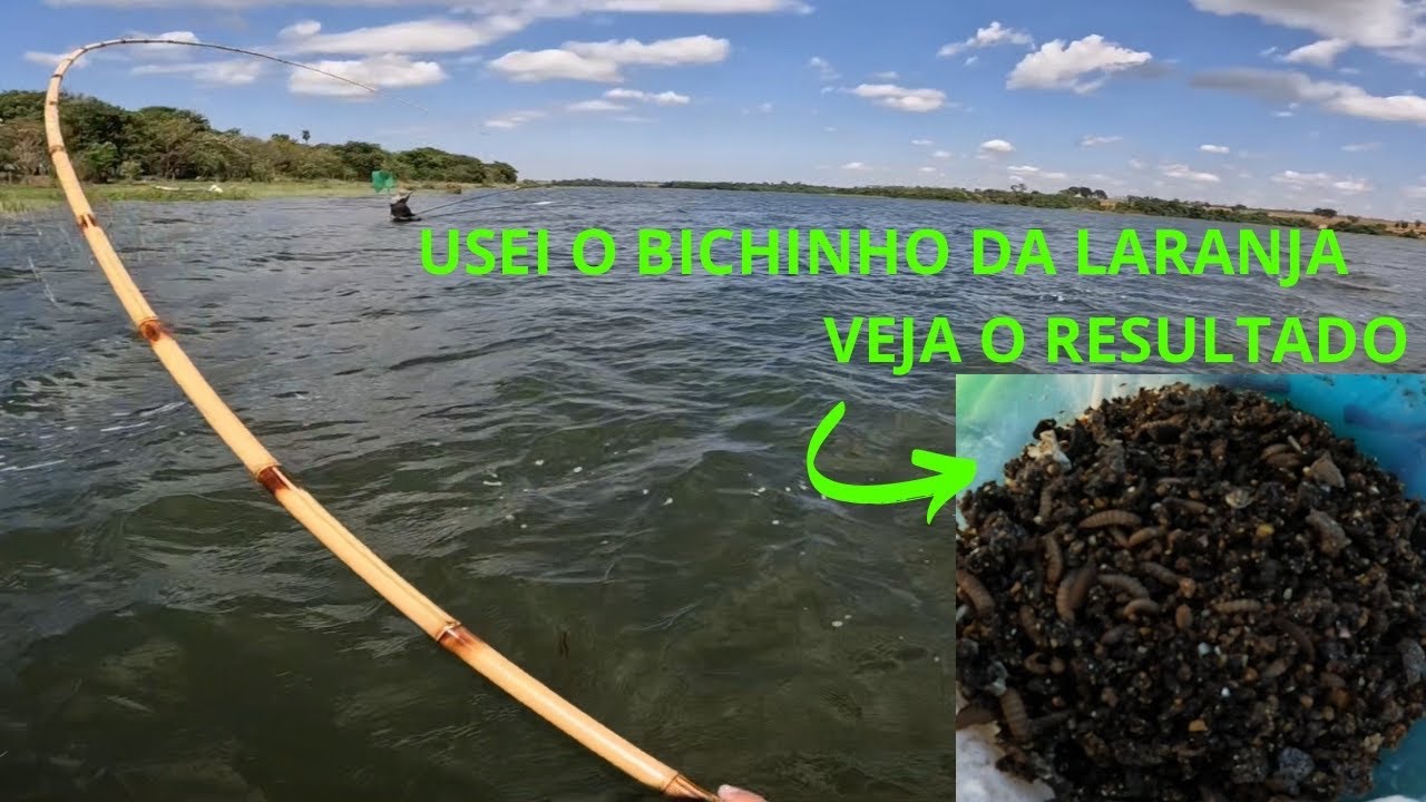 PESCARIA de TILÁPIA selvagem no rio Tietê com BICHINHO da LARANJA de ISCA, essa isca e fatal #pesca
