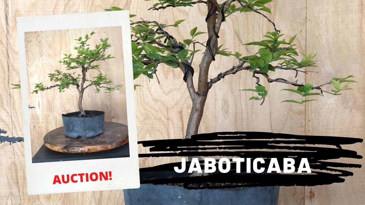 Styling a Jaboticaba Bonsai at The Bonsai Supply ( Auction 6)