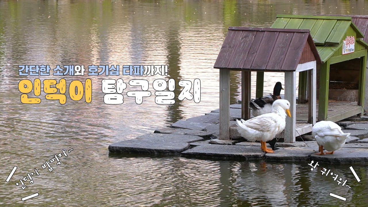 [인하탐탐] 🪿인덕이 탐구일지! 인덕이는 겨울에 어디로 갈까?🦆