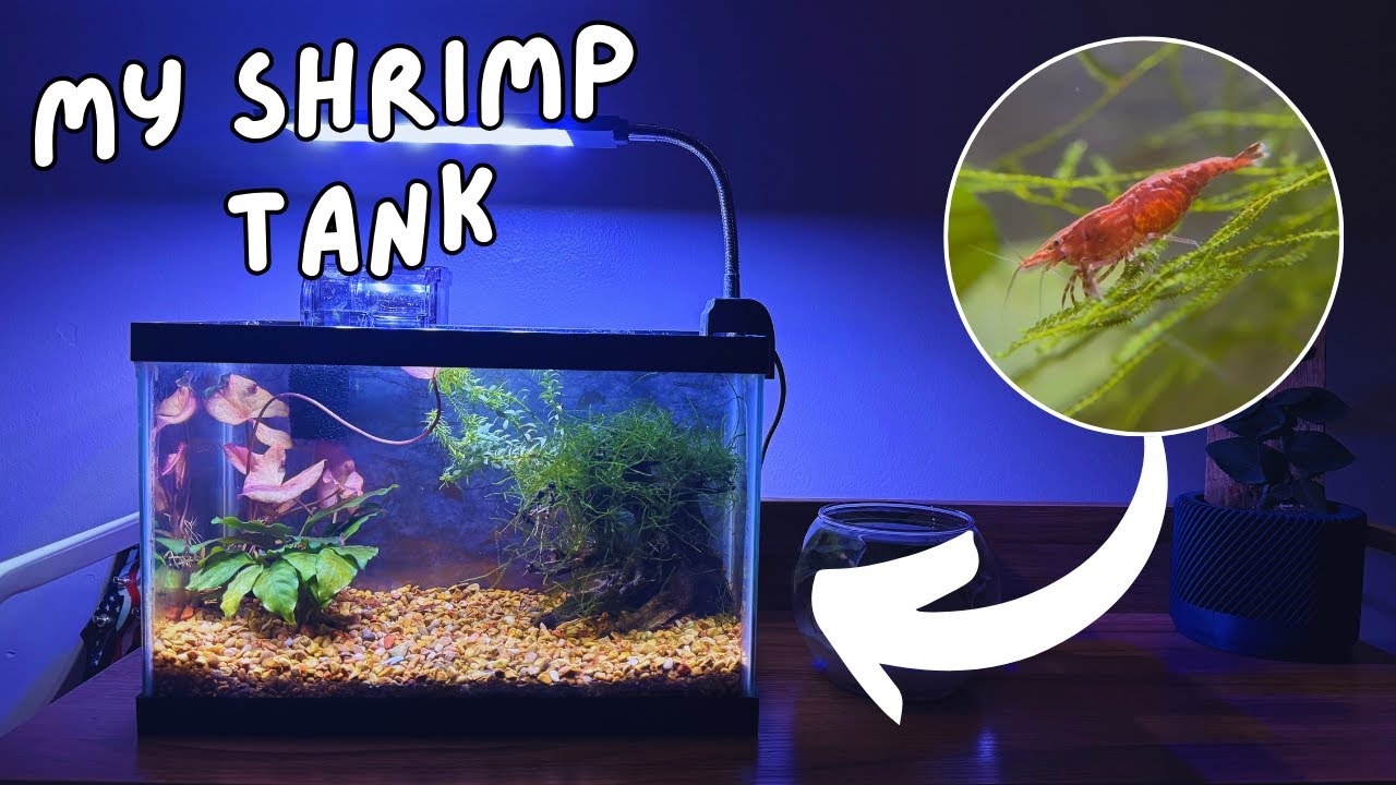 Updating My Nano Shrimp Tank
