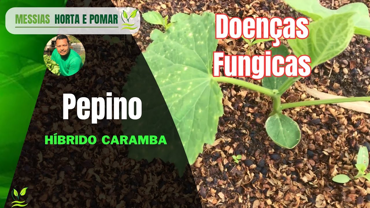 Doenças de inverno no Pepino