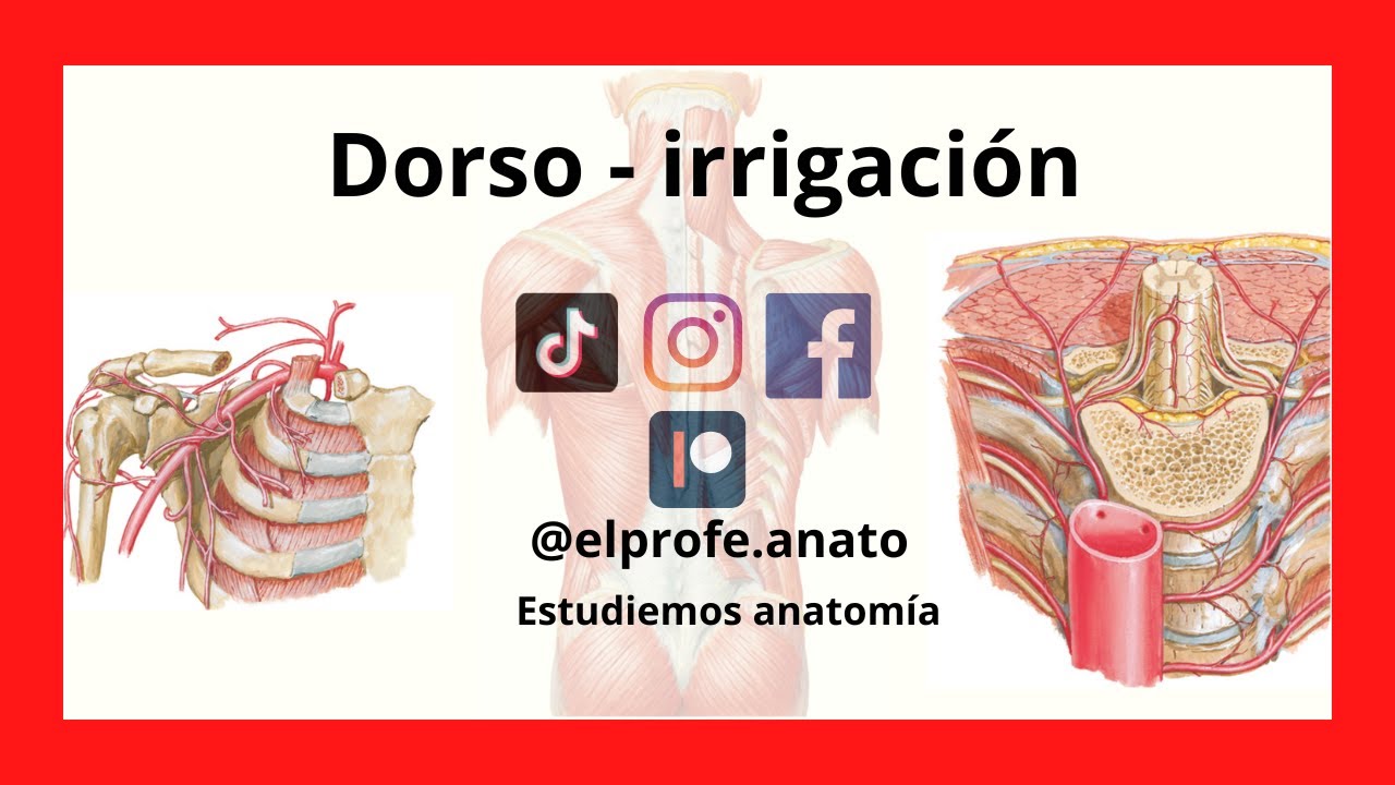 🩸 Irrigación del dorso #elprofedeanato #anatomía #dorso #irrigacion #elprofe.anato