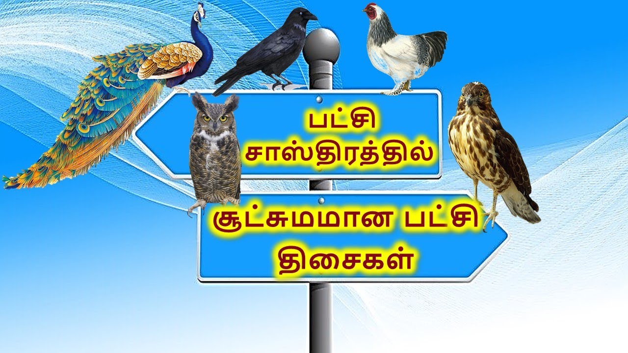 பட்சி சாஸ்திரத்தில் சூட்சும பட்சி திசைகள் - 17 | பஞ்சபட்சி சாஸ்திரம் | PanchaPatchi Sasthram 17