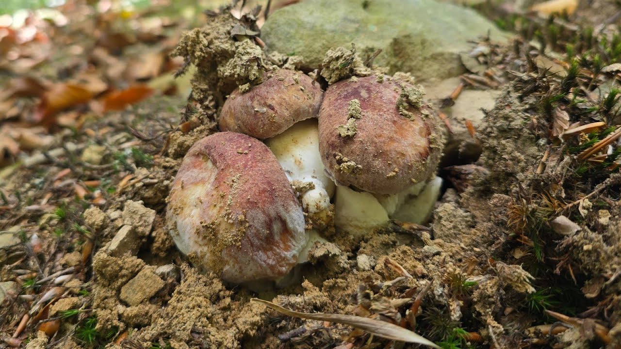 FUNGHI PORCINI 2024 | Amore rosso