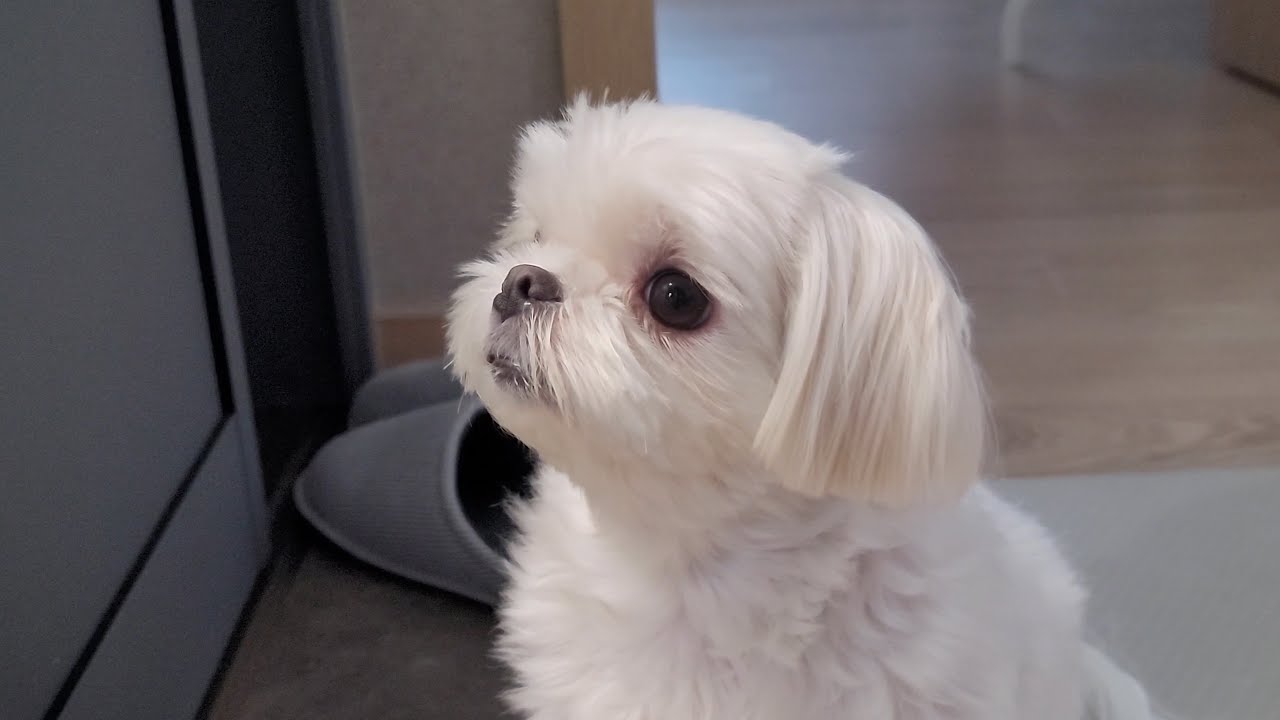 좋아하는 할아버지가 집에 가실 때 애절한 강아지 반응..!