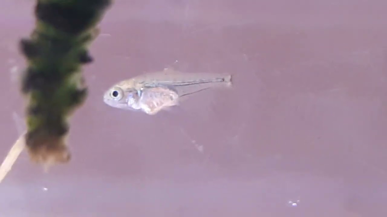 Croissance d'un alevin de Tetra Diamant - Reproduction Moenkhausia Pittieri