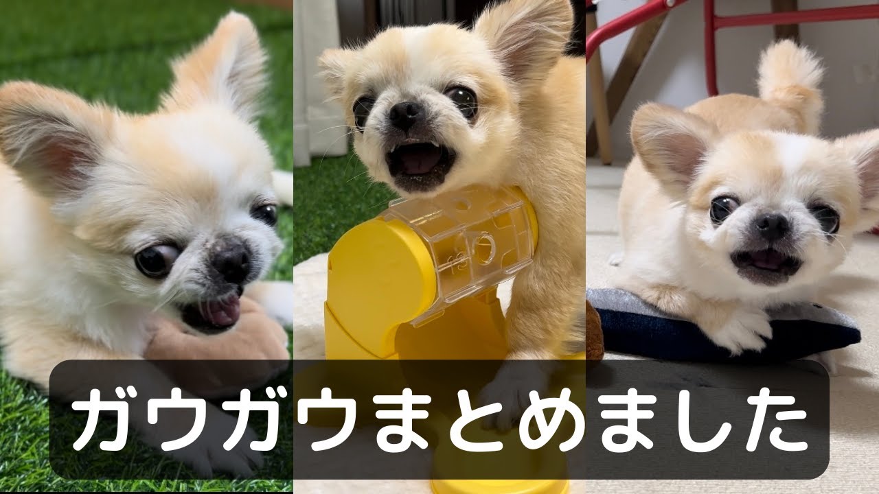 ガウガウ動画まとめました Vol.3【ペキチワのピノ】