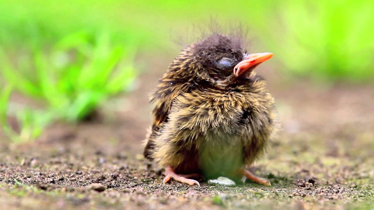 Baby bird in my back garden