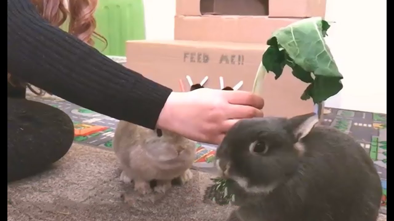 Vegetables I Feed My Rabbit - Netherland Dwarf Rabbits - Feeding Time