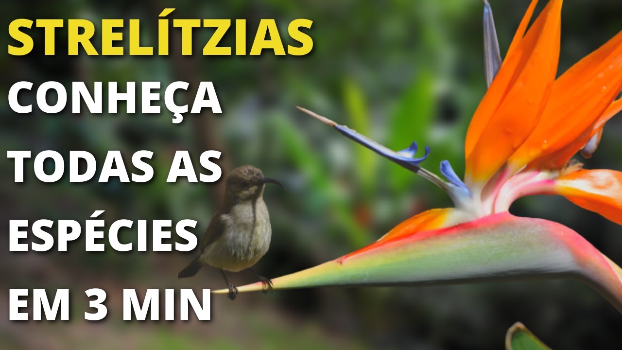 ESPÉCIES INCRÍVEIS DE STRELITZIA