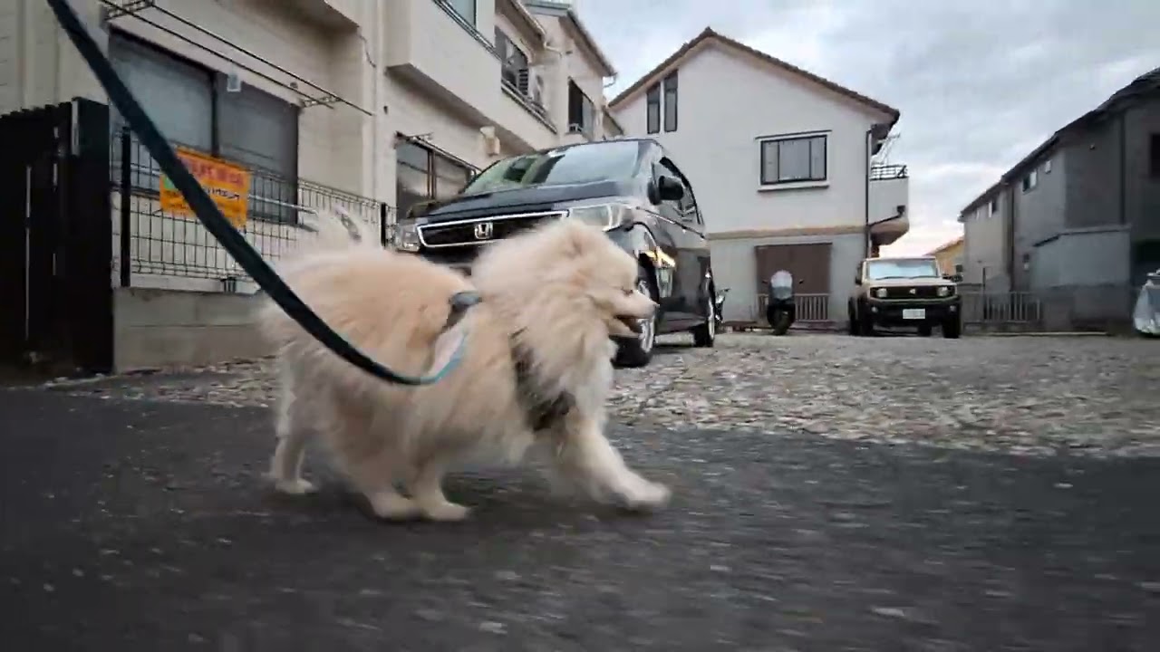 2026年2月13日金曜日　ポメラニアン？🐶　お散歩　テテ！