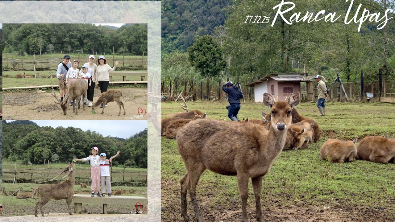 LittleDOW at Ranca Upas 🦌🌿 foto sama Robet si Rusa Timor yang sangat jinak 