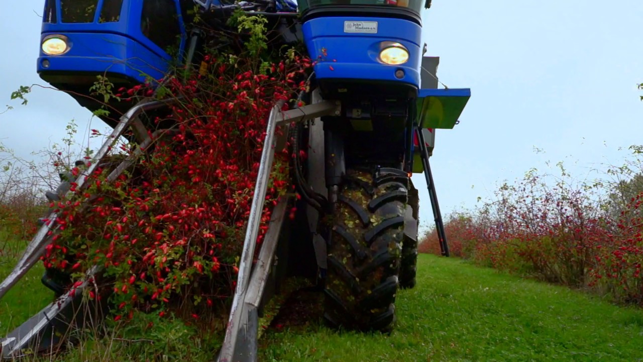 Rosehip harvest of Lito Berries, fall 2016