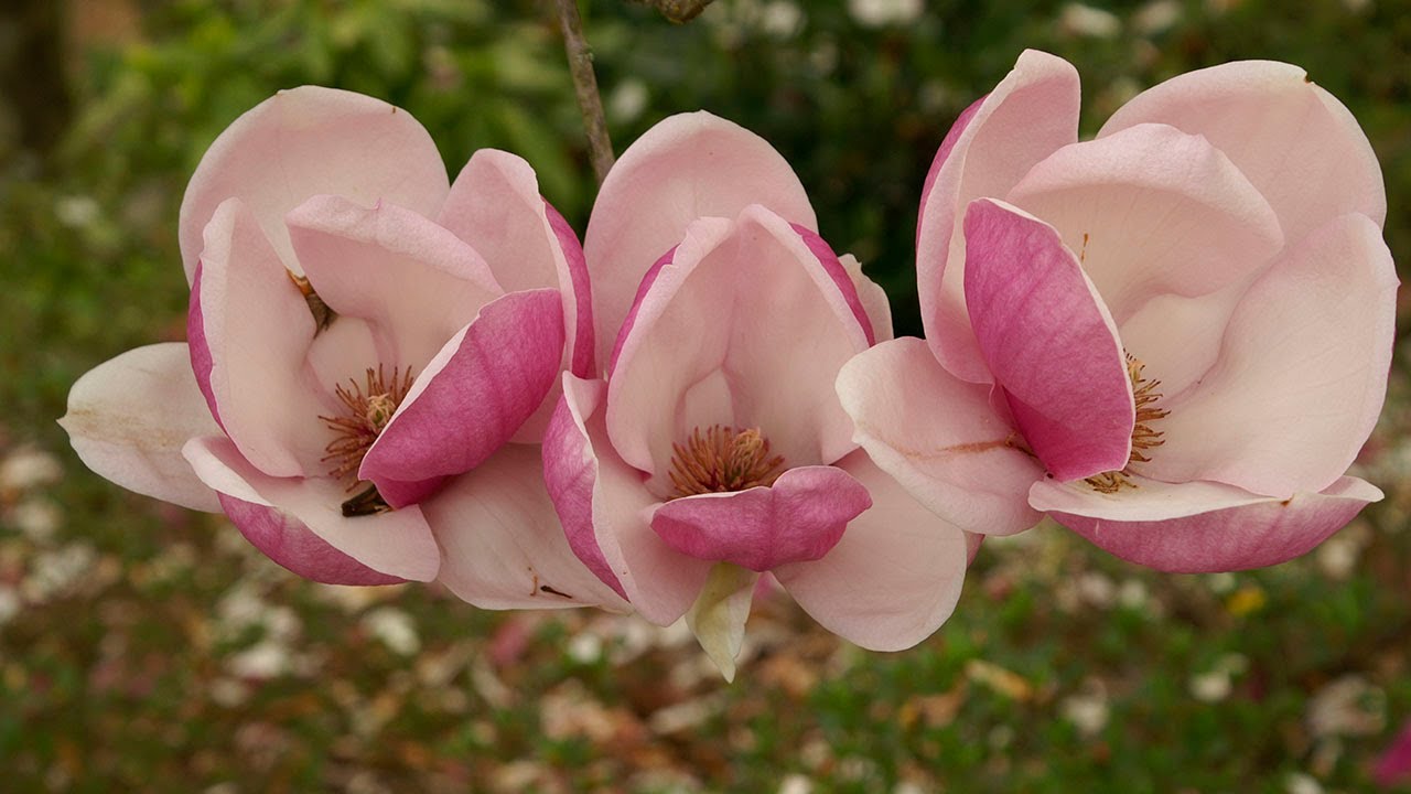 TRA LE MAGNOLIE DEL GIARDINO VIATORI DI GORIZIA