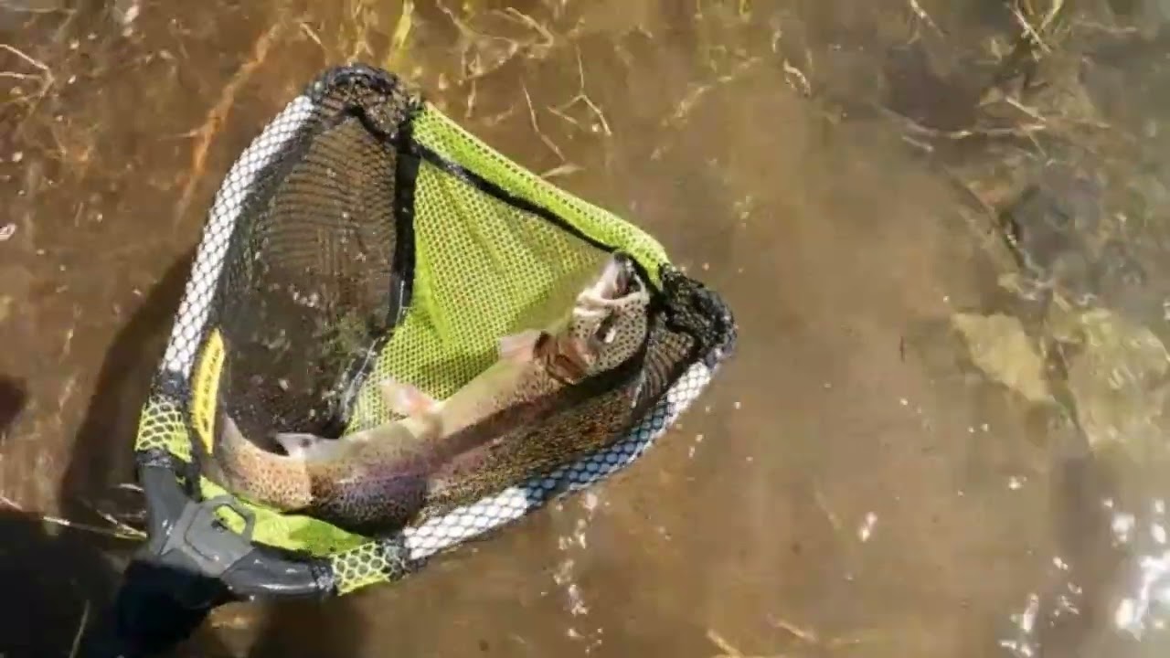 LAKE MAMIE PT 2/TROPHY TROUT SHORE SESH/MINI JIGS AND MOUSETAILS/MAMMOTH LAKES CA/EASTERN SIERRAS