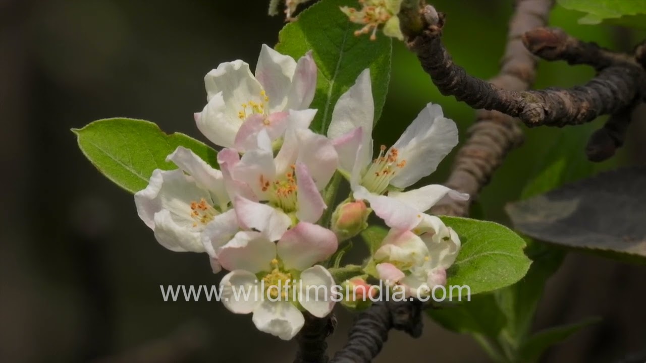 Apple blossom in a Delhi garden: Apples actually grow in Delhi, at the Wilderness Orchard