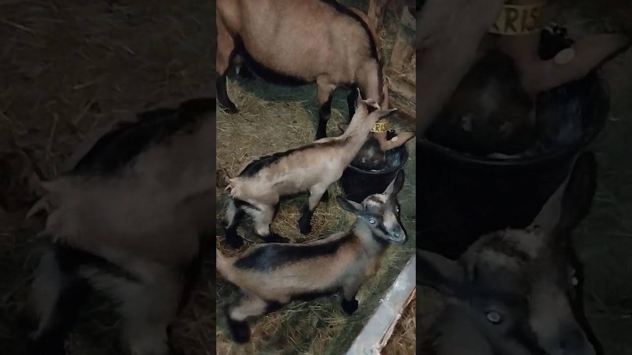 Alpine Franceze- ieduți la 7 zile