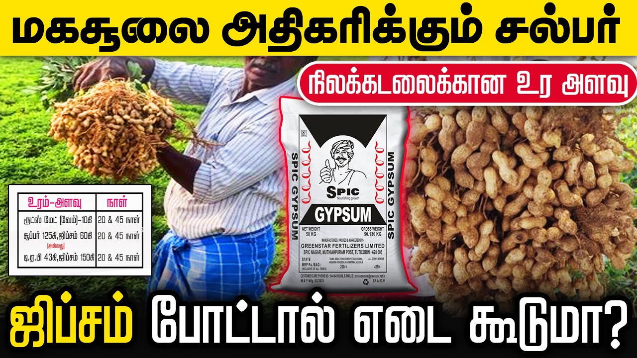 250ரூபாய் உரத்தால் ஏக்கருக்கு 50 மூட்டை மகசூல் | நிலக்கடலையில் எடை கூடுவதற்கான உரங்கள்
