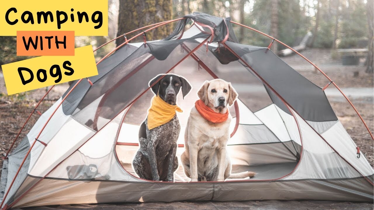 Camping with your dog | Yosemite
