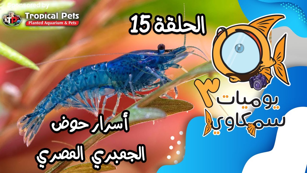 S3E15 - اسرار حوض الجمبري المصري !